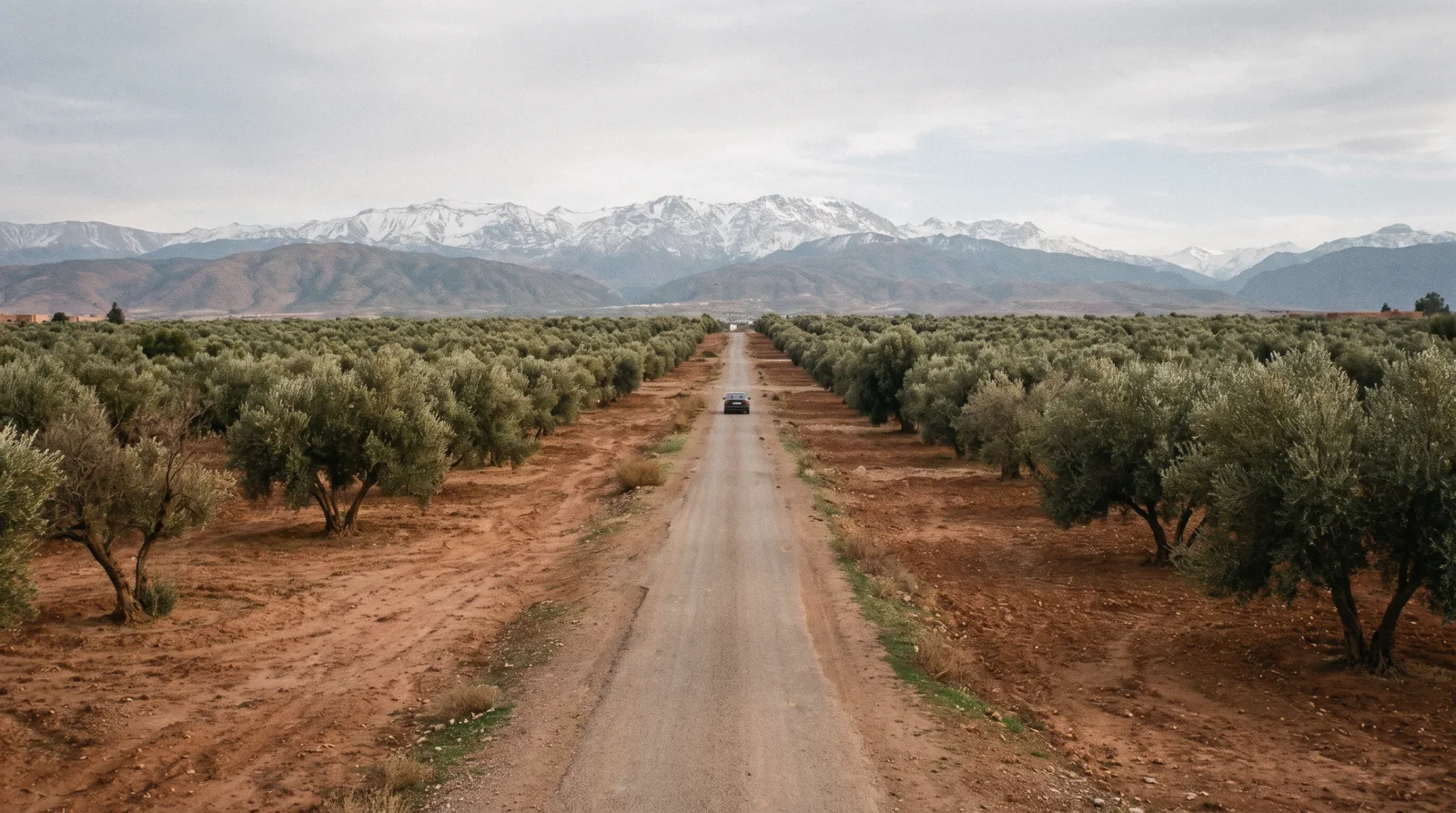 Olive groves and red earth running towards the snow line of the High Atlas wall, the view that decides the third day of three days in Marrakech