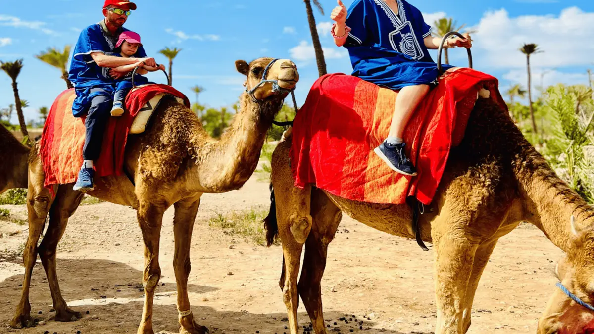 Camels and a handler walking between palm trees in the Palmeraie on a Marrakech Palmeraie camel ride